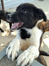 BANE, Hund, Mischlingshund in Rumänien - Bild 1