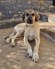 KARMA, Hund, Mischlingshund in Griechenland - Bild 1