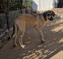 KARMA, Hund, Mischlingshund in Griechenland - Bild 3