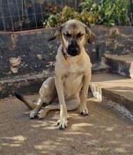 KARMA, Hund, Mischlingshund in Griechenland - Bild 5
