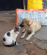 KARMA, Hund, Mischlingshund in Griechenland - Bild 6