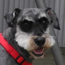 DINO, Hund, Zwergschnauzer in Spanien - Bild 1