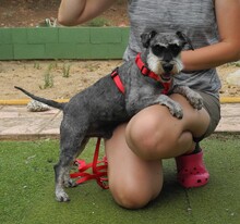 DINO, Hund, Zwergschnauzer in Spanien - Bild 2