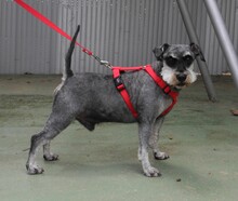 DINO, Hund, Zwergschnauzer in Spanien - Bild 3