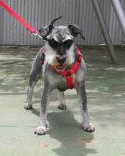 DINO, Hund, Zwergschnauzer in Spanien - Bild 4