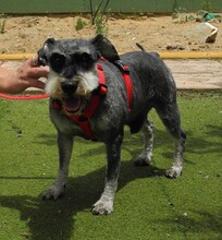 DINO, Hund, Zwergschnauzer in Spanien - Bild 5