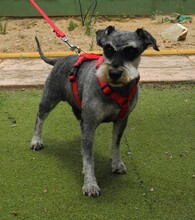 DINO, Hund, Zwergschnauzer in Spanien - Bild 6
