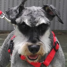 DINO, Hund, Zwergschnauzer in Spanien - Bild 7