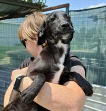 SALLY, Hund, Mischlingshund in Rumänien - Bild 1
