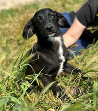 SALLY, Hund, Mischlingshund in Rumänien - Bild 3