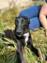 SALLY, Hund, Mischlingshund in Rumänien - Bild 4