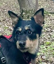 LINA, Hund, Mischlingshund in Rumänien - Bild 1