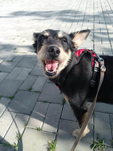 LINA, Hund, Mischlingshund in Rumänien - Bild 10