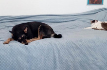 LINA, Hund, Mischlingshund in Rumänien - Bild 12