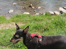 LINA, Hund, Mischlingshund in Rumänien - Bild 13