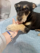 LINA, Hund, Mischlingshund in Rumänien - Bild 14