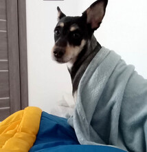 LINA, Hund, Mischlingshund in Rumänien - Bild 16
