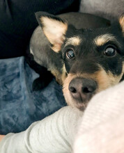 LINA, Hund, Mischlingshund in Rumänien - Bild 17