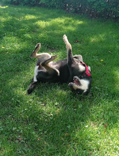 LINA, Hund, Mischlingshund in Rumänien - Bild 2