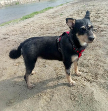 LINA, Hund, Mischlingshund in Rumänien - Bild 3