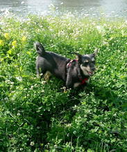 LINA, Hund, Mischlingshund in Rumänien - Bild 4