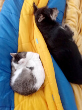 LINA, Hund, Mischlingshund in Rumänien - Bild 5
