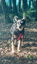 LINA, Hund, Mischlingshund in Rumänien - Bild 6