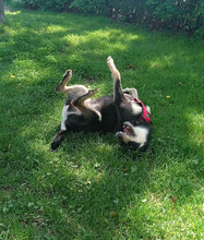 LINA, Hund, Mischlingshund in Rumänien - Bild 7