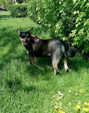 LINA, Hund, Mischlingshund in Rumänien - Bild 8