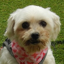 CUBA, Hund, Bichon Maltais in Spanien - Bild 1