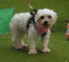 CUBA, Hund, Bichon Maltais in Spanien - Bild 2