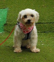 CUBA, Hund, Bichon Maltais in Spanien - Bild 3