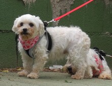 CUBA, Hund, Bichon Maltais in Spanien - Bild 4