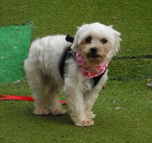 CUBA, Hund, Bichon Maltais in Spanien - Bild 5