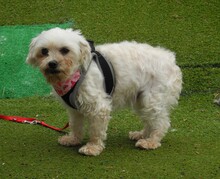 CUBA, Hund, Bichon Maltais in Spanien - Bild 6