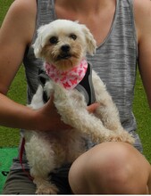 CUBA, Hund, Bichon Maltais in Spanien - Bild 7