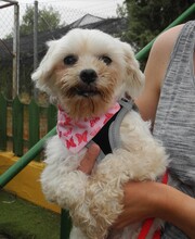 CUBA, Hund, Bichon Maltais in Spanien - Bild 8