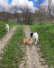 MONNIE, Hund, Mischlingshund in Rumänien - Bild 10