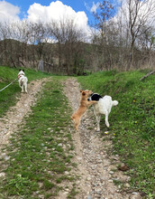 MONNIE, Hund, Mischlingshund in Rumänien - Bild 11