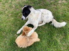 MONNIE, Hund, Mischlingshund in Rumänien - Bild 12