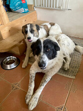 MONNIE, Hund, Mischlingshund in Rumänien - Bild 13