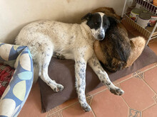 MONNIE, Hund, Mischlingshund in Rumänien - Bild 14