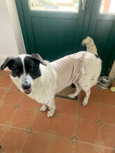 MONNIE, Hund, Mischlingshund in Rumänien - Bild 15