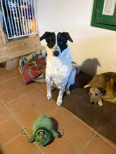 MONNIE, Hund, Mischlingshund in Rumänien - Bild 16