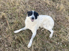 MONNIE, Hund, Mischlingshund in Rumänien - Bild 17