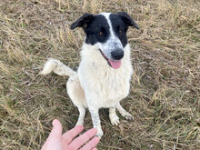 MONNIE, Hund, Mischlingshund in Rumänien - Bild 18