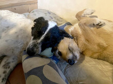 MONNIE, Hund, Mischlingshund in Rumänien - Bild 19