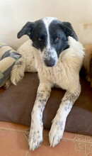 MONNIE, Hund, Mischlingshund in Rumänien - Bild 2