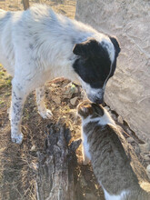 MONNIE, Hund, Mischlingshund in Rumänien - Bild 20