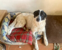 MONNIE, Hund, Mischlingshund in Rumänien - Bild 3